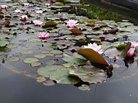 Nenuphars (prise a Giroussens, Jardin des Martels)(1)